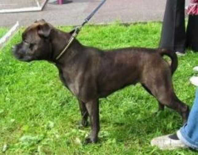 ESHP Tsunami | Staffordshire Bull Terrier 