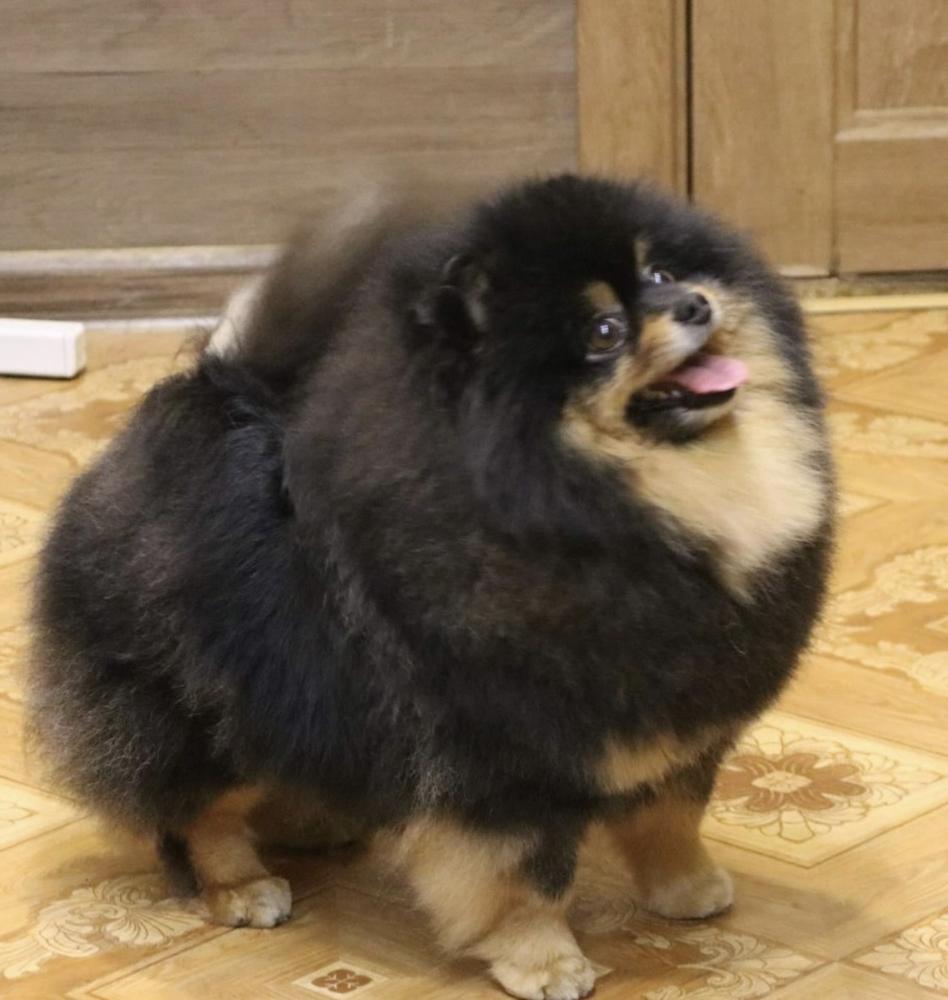 Dan-Star-Kom Rozamari Ros | Pomeranian 