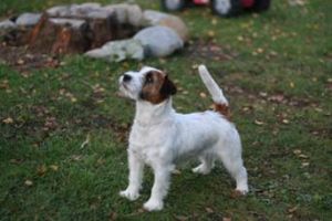 Blueamble Sydney Star | Jack Russell Terrier 