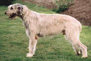 Ricco von der Oelmühle | Irish Wolfhound 