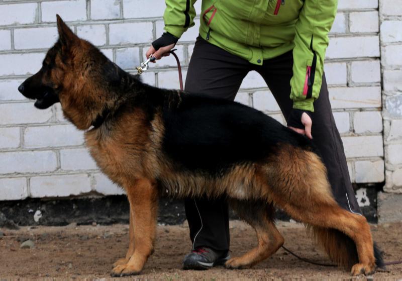 Garbo Gelezinis vilkas | German Shepherd Dog 