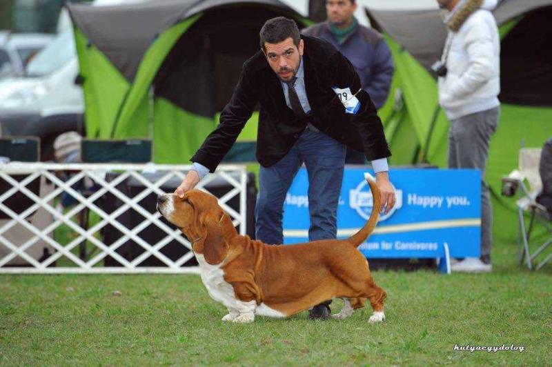 Forever Long Ears Ice Magic | Basset Hound 