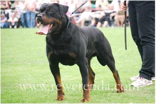 Rheinberg/Hanau/Hessen-Sieger Pit vom Hirtenplatz | Rottweiler 