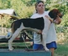 R And R's Tanked Up Rat | Treeing Walker Coonhound 