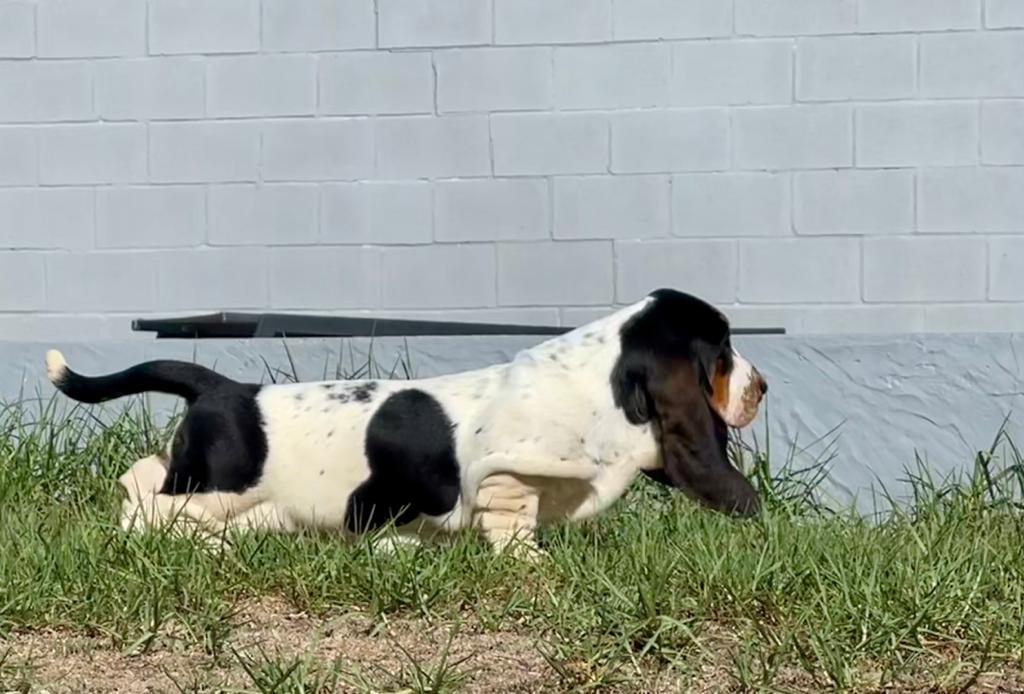 iglu od Casnýre | Basset Hound 