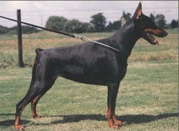 Rani v.d. Donauhoeve | Black Doberman Pinscher