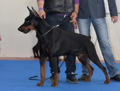 Zero della Ninfa Nobel | Black Doberman Pinscher