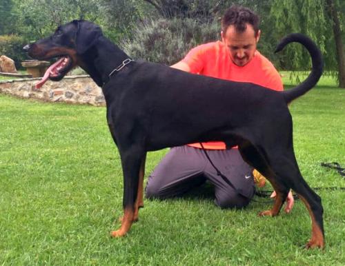 Baron Ice di Casa Pucci | Black Doberman Pinscher