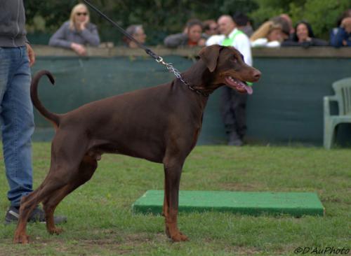 Dulio di Casa Pucci | Brown Doberman Pinscher