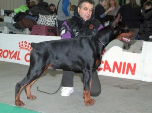 Alejandro Black (LO10172281) | Black Doberman Pinscher