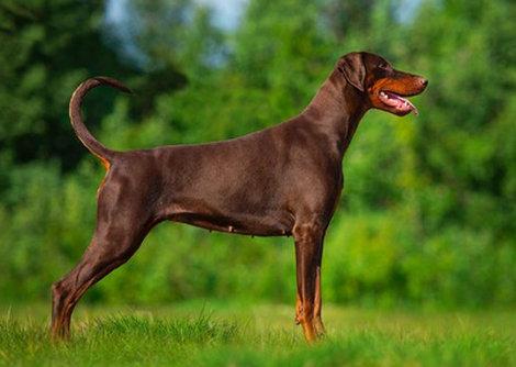 Humla Workingland | Brown Doberman Pinscher