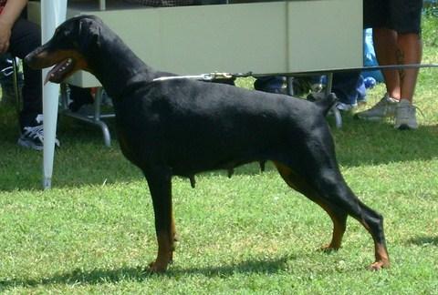 Carybdis Thabatathali | Black Doberman Pinscher