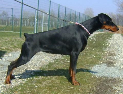 Carybdis Tallullahbelle | Black Doberman Pinscher