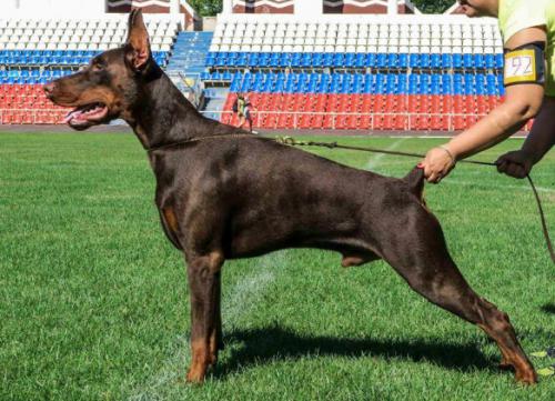 Kotovskiy iz Zoosfery | Brown Doberman Pinscher