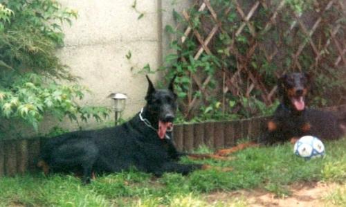 Chris Gujar of Gudas | Black Doberman Pinscher