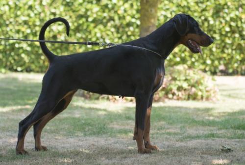 Omara v.'t Genebos | Black Doberman Pinscher