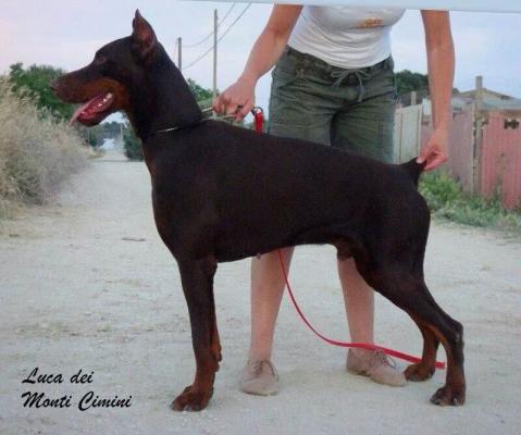 Luca dei Monti Cimini | Brown Doberman Pinscher