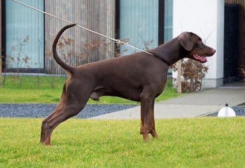 Nordsea Pride Quincy Eros | Brown Doberman Pinscher