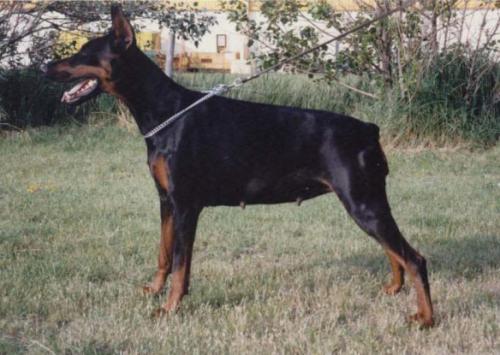 Tirane v.'t Sabbatsveld | Black Doberman Pinscher