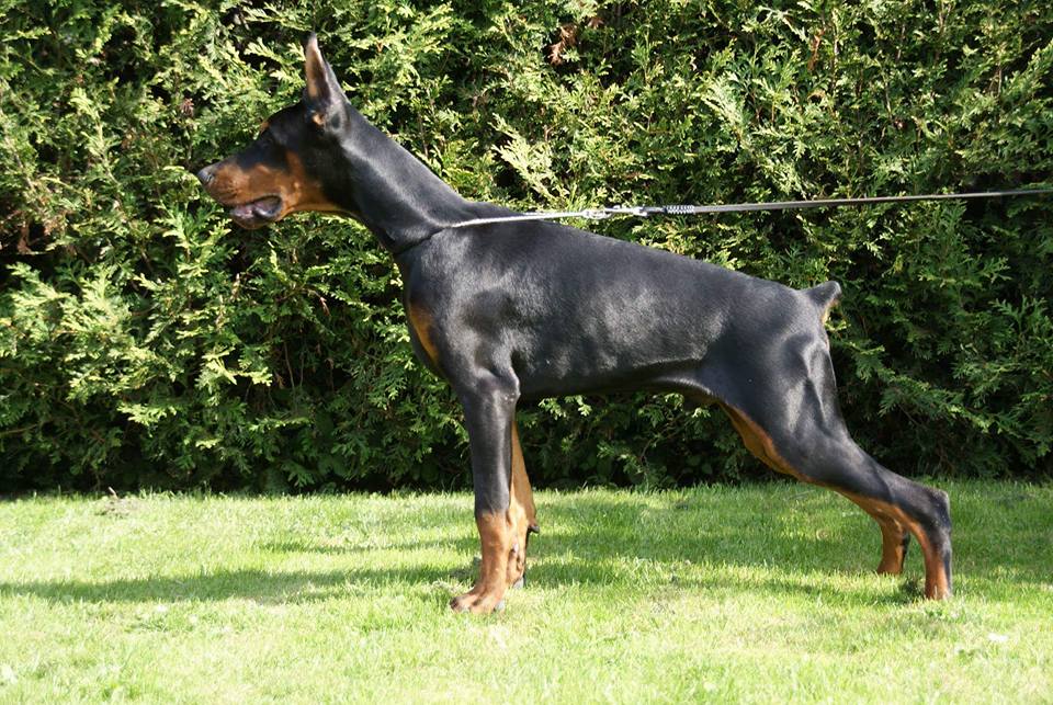 Eria Pro Hartl | Black Doberman Pinscher