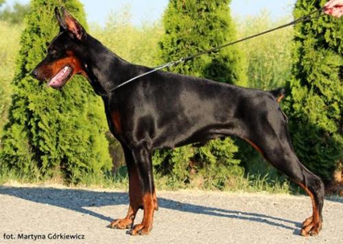 Eria Pro Happiness | Black Doberman Pinscher