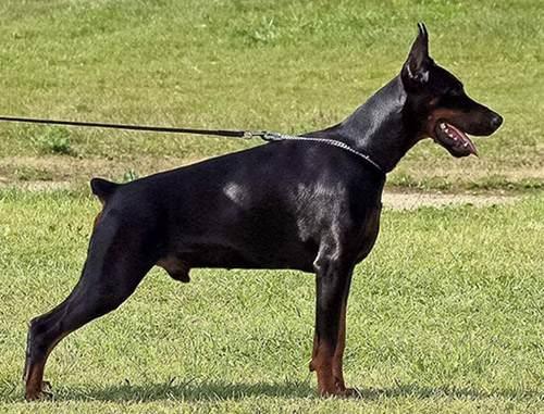 Grafit di Perlanera | Black Doberman Pinscher