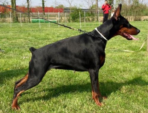 Nina Namour (LO13162142) | Black Doberman Pinscher