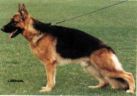 Eaugoreck du Val D'Anzin | German Shepherd Dog 