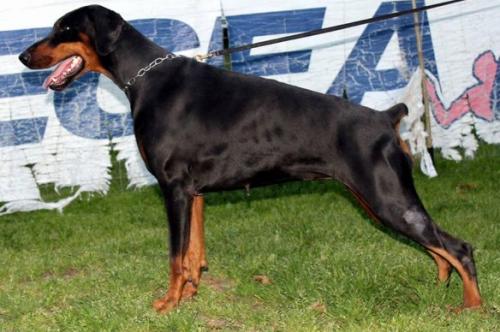 Naim Nantes (LO13162132) | Black Doberman Pinscher