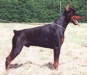 Xultan v.d. Donauhoeve | Black Doberman Pinscher