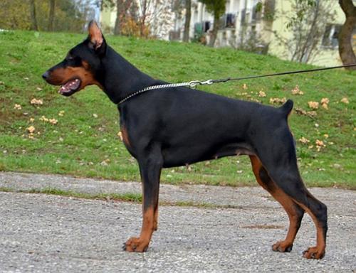 Envy me D'Amour Victoria | Black Doberman Pinscher