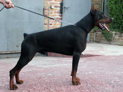 Larson Di Altobello | Black Doberman Pinscher