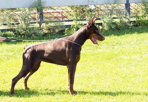 Lady Larissa Di Altobello | Brown Doberman Pinscher