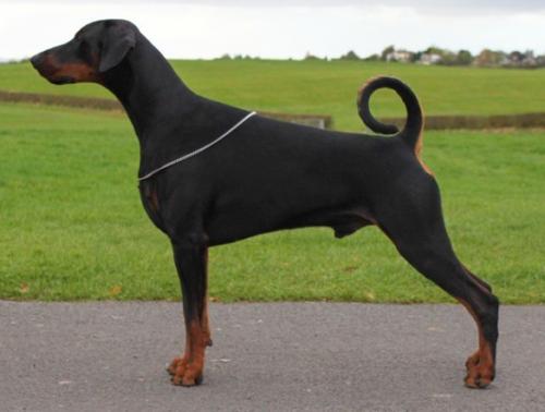 Jojavik Midnight Express | Black Doberman Pinscher