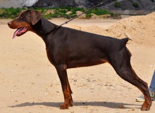 Isadora Duncan of Devil Inside | Brown Doberman Pinscher