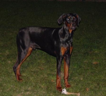 Boris v.d. Couthalzen | Black Doberman Pinscher