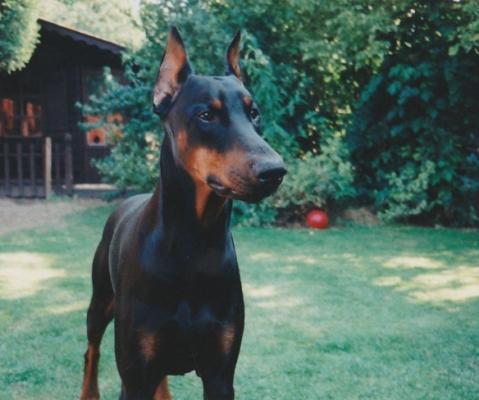 Toby v.h. Flettebos | Black Doberman Pinscher