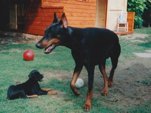 Utah v.h. Flettebos | Black Doberman Pinscher