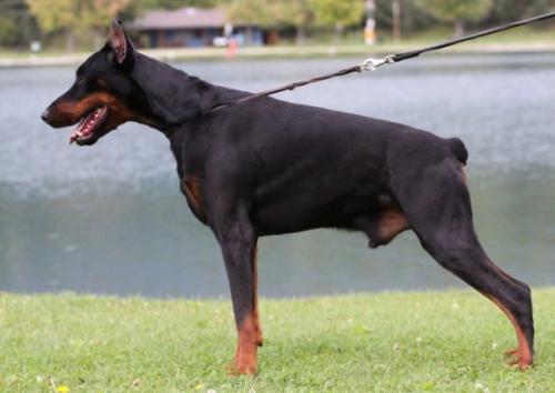 Zino Daker | Black Doberman Pinscher