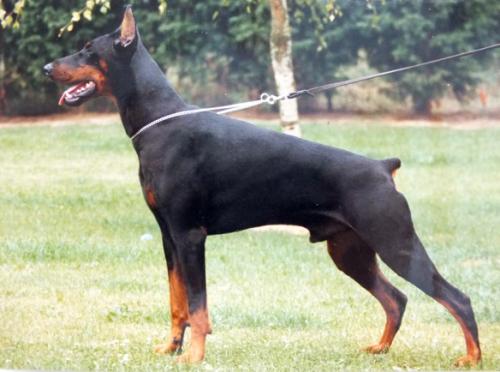 Lucifer v. Roveline | Black Doberman Pinscher