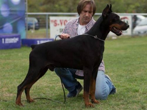 Blackano de Gagnant | Black Doberman Pinscher