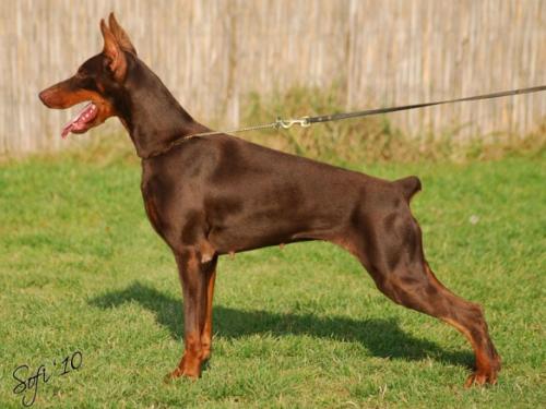 Olympia Maya v. Noblesshof | Brown Doberman Pinscher