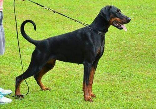 Dunja v. Markischen Leo | Black Doberman Pinscher