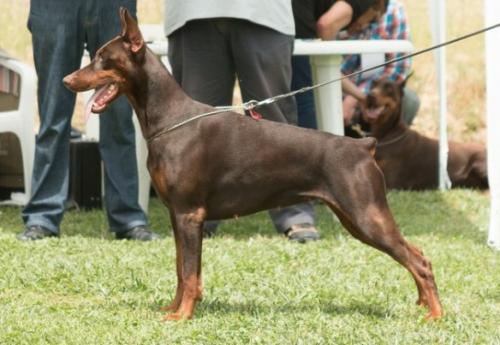 Grafinia Gaia from House of Emperor | Brown Doberman Pinscher