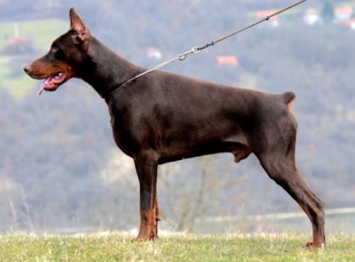 Enzo Betelges | Brown Doberman Pinscher