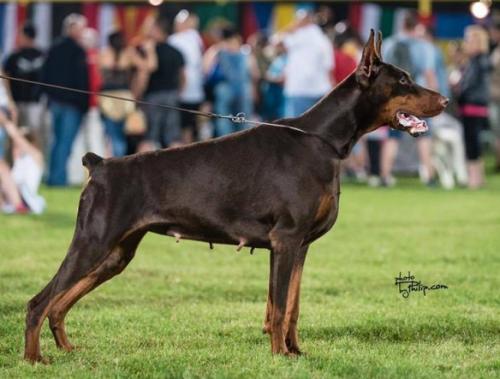 Tatyana Anya Ginga House | Brown Doberman Pinscher