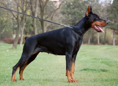 Tahi-Reme Ita | Black Doberman Pinscher