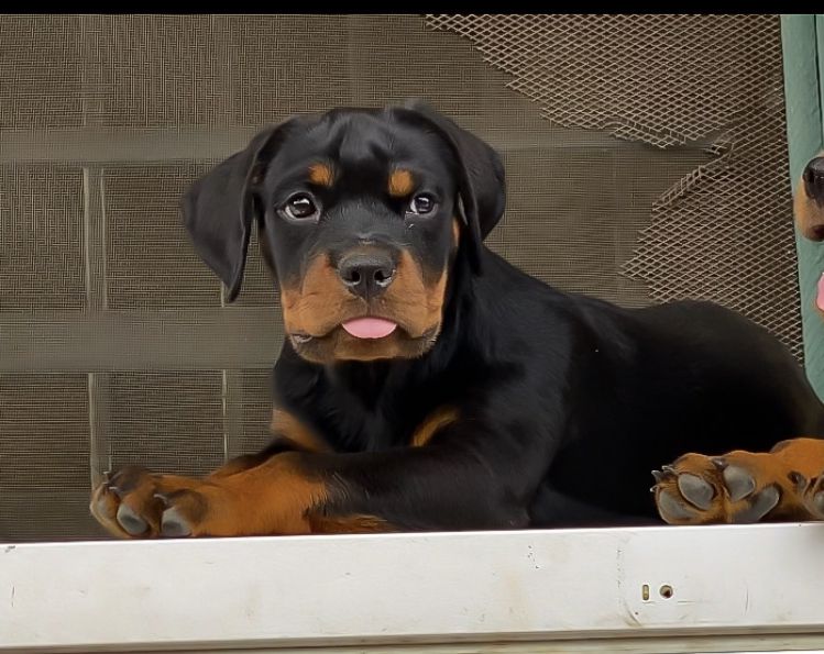 Arizona of Lagvuchi Rottweilers | Rottweiler 