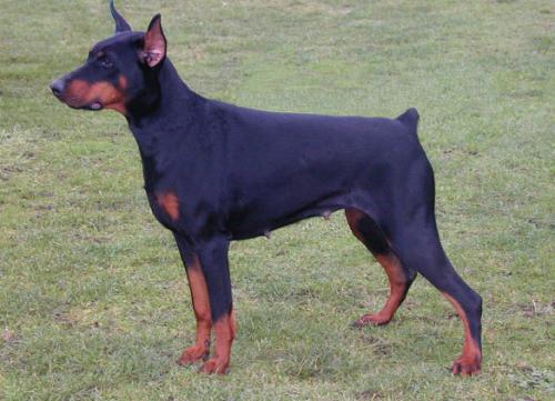 Xanta v.'t Duinezicht | Black Doberman Pinscher