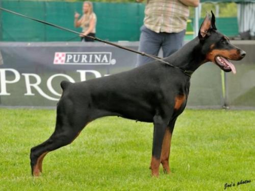 Destiny's Phoenix Jojoba | Black Doberman Pinscher